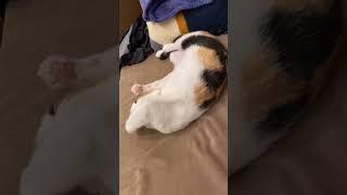 猫ちゃん達が帰りを待ってた#アメショ#三毛猫#元自然猫#可愛い猫動画