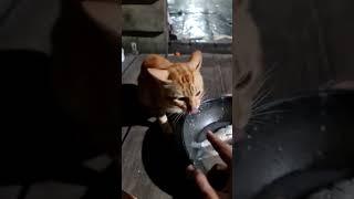 KUCING INI DIPUJI DULUH BARU MAU MAKAN