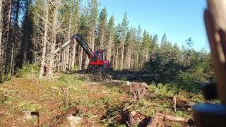 Komatsu 901xc clear cut contorta pine forest 
