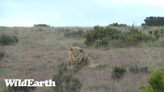 WildEarth - Sunset Safari -04 April 2023