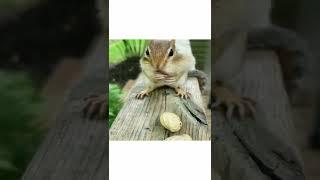 shorts beta 2022 funny squirrel video clip 1166