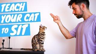 How to Teach Your Cat to SIT - for BEGINNERS - Easy Step-by-Step