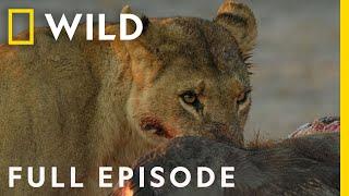 Savage Kingdom A New Dynasty Full Episode  National Geographic