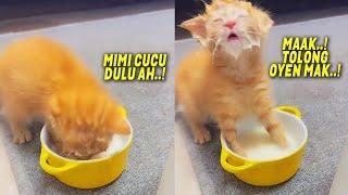 NGAKAK BANGET. Saking Hausnya Kucing Oren Bocil Minum Susu Sampe Blepotan  Video Kucing Lucu