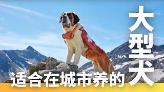 最适合在城市养的大型犬，你喜欢哪一种？