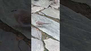 Doves couple searching fodder in village