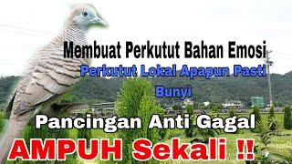 Suara Pancingan Perkutut Lokal Bahan Paling AMPUH bikin EMOSI Jamin Nyaut @ObonChannel @ObonKicau