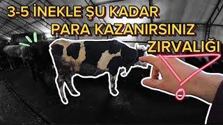 3-5-7-10 İnekle Şu Kadar para  kazanın Zırvalığı