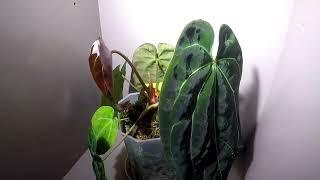 Anthurium Crystallinum × Besseae Aff TimeLapse