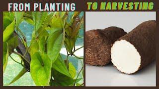 GROW AFRICAN YAM IN BAG FROM START TO HARVEST #gardening #growingyam