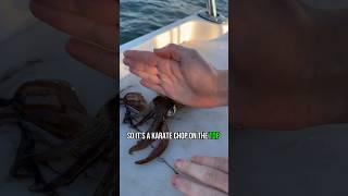 How to humanely kill a squid for foodbait.