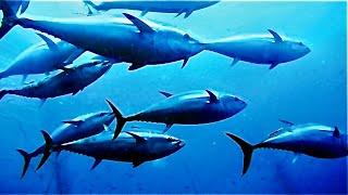 Documentary Blue Fin Tuna UK