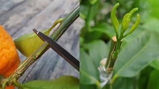 Grafting a Orange  branch on Lemon Tree by Cleft grafting  Grafting Citrus Trees  Grafting Plants