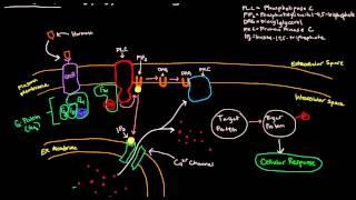 PIP2 IP3 DAG Signaling Cascade - GPCR - General Scheme