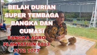 BELAH DURIAN SUPER TEMBAGA BANGKA DAN CUMASI DI BANGKA AGRO PLANTATION