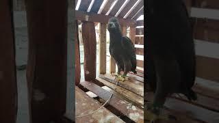 anakan elang hitam yang sangar asli sumatra