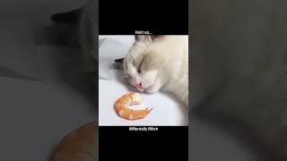 Cat wakes up to shrimpy surprise #mentallymitch #voiceover #shorts