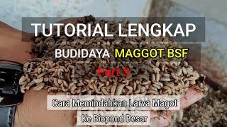 Cara Memindahkan Larva BSF ke Biopon Pembesaran  tutorial lengkap budidaya magot bsf part 3