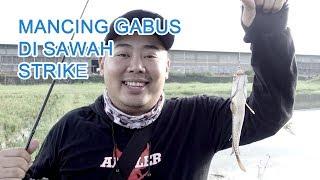 Casting Gabus di Sawah  VLOG#01