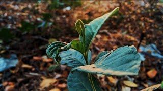 CINEMATIC ALAM  SINEMATIK PAGI CERAH  NATURE CINEMATIC VIDEO  AESTHETIC VIDEO