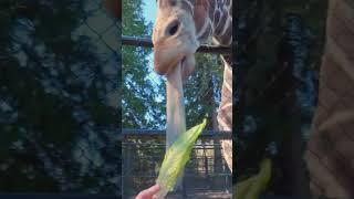 Blippi Feeds a Giraffe at the Zoo  Blippi Shorts  #shorts #blippi #animals