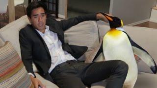 A funny and cute Penguin loose in the house - Zach King