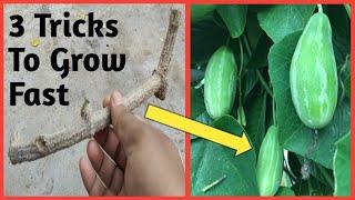 कुंदरू Tindora उगाने का तरीका । How to Grow IVY GOURD from cutting . Tricks to grow Tindora.