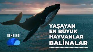 YAŞAYAN EN BÜYÜK HAYVANLAR BALİNALAR