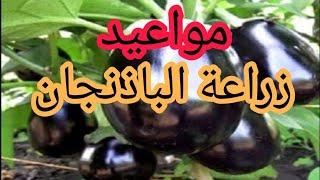 مواعيد زراعة الباذنجان