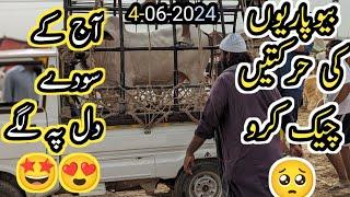 150k Soda Rates High or Normal??  Northern Bypass Mandi Latest June 4 2024 updateB4birds