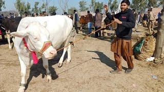 Cow Babies Fresh Rates Update  Malomore Mandi Jhang 2023