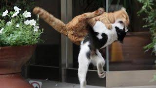 Epic Cat Fights of 2024 The Fur Flies in This Hilarious Compilation