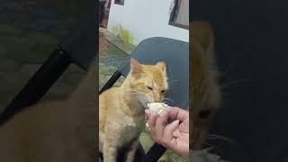 Kucing makan durian #kucing #lucu  #makan #durian #respect