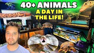 A Day in the Life of a REPTILE KEEPER 40+ ANIMALS