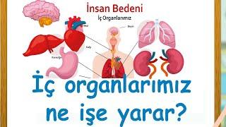 İç Organlarımızı Tanıyalım - Organlarımız ne işe yarar?