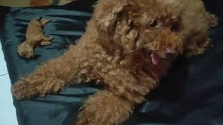 RIP Nate   anak anjing poodle hari ke 8 meninggalwhy? #anjingpoodle