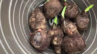 Taro Root Planting Step By Step