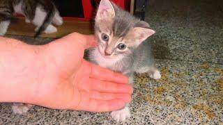 Hunter Kitten challenges her siblings Kitten attacks