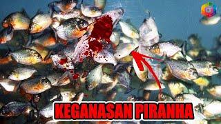 BEGINI GANASNYA IKAN PIRANHA