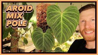 Aroid Mix Poles WILL Replace your Moss   How to GROW LARGE Leaves