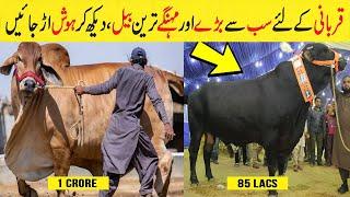 Top 10 Biggest And Most Unique Bulls In The World In HindiUrdu