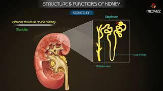 Overview of Structure & Function of kidney - Physiology Medical animations