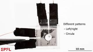 HAXEL with both in-plane and out-of-plane motion. Shear and normal force from a single actuator