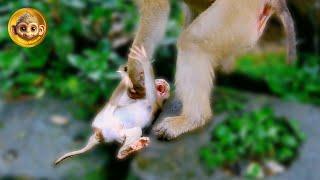 Tearful Monkey Luno Crying Out of Hunger A Heartwrenching Sight