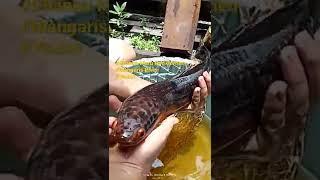 Ikan Sultan.. Peyang Kalimantan