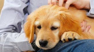 Do This BEFORE You Bring Your Golden Retriever Puppy Home