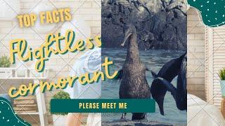 flightless cormorant facts  Galapagos cormorant