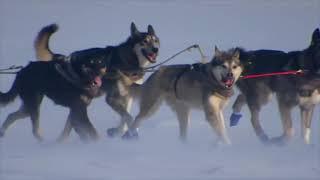 Iditarod 2022 Brent Sass Finish 1st