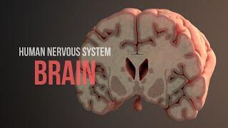 Human Nervous System Part 2 - How the Brain Works Animation