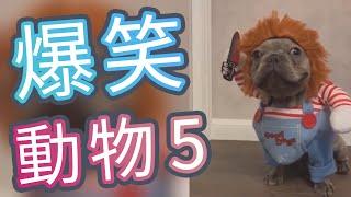 超搞笑動物影片迷因合輯  Funny  Animal Memes #1005   貓搞笑  狗搞笑  動物搞笑